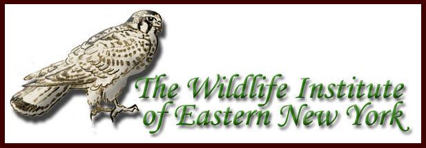 The Wildlife Institue of Eastern New York Logo