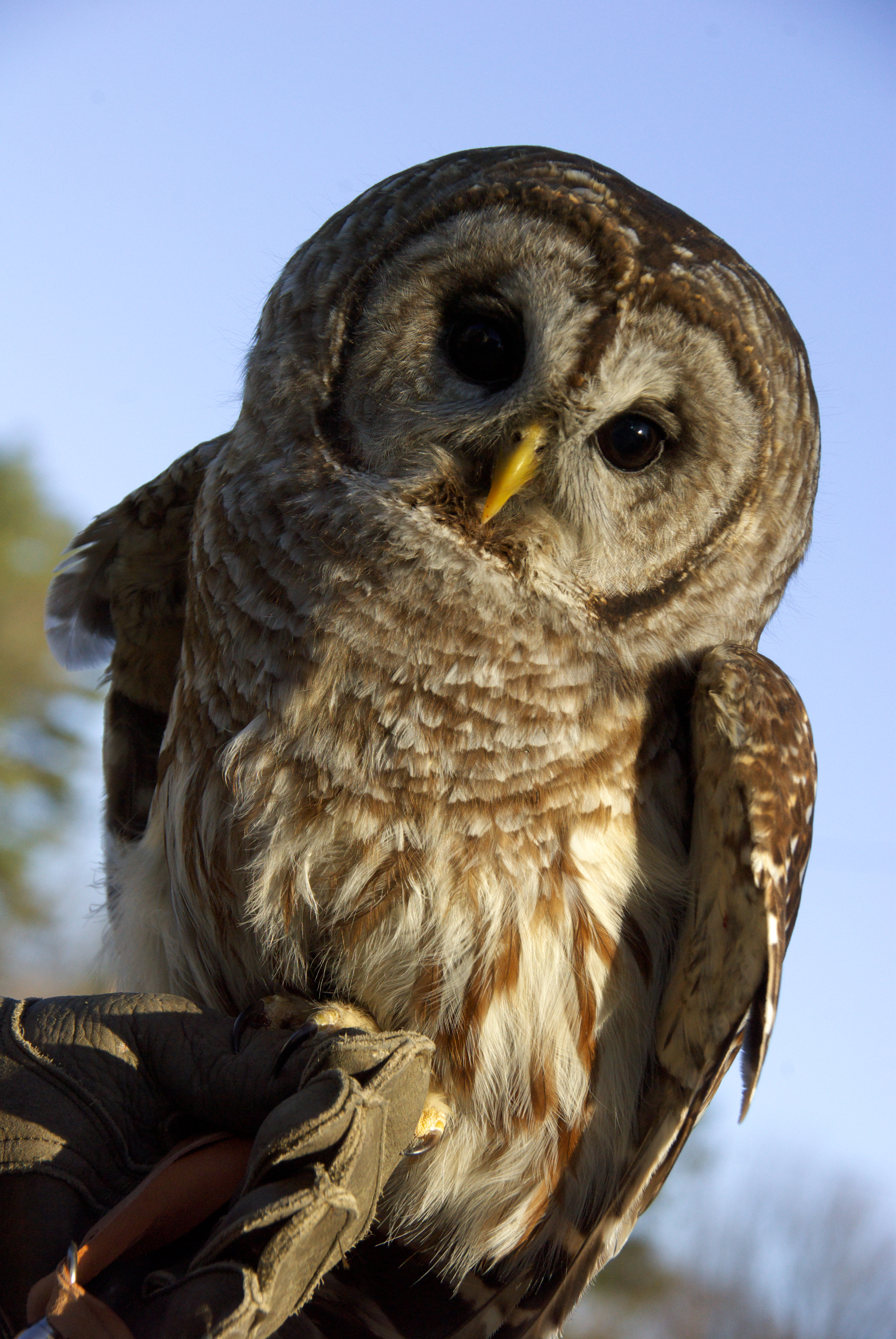 No name barred owl Team Bio