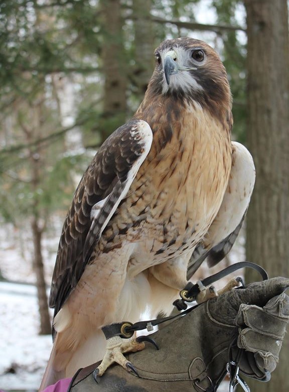 Doria, Red-tailed hawk